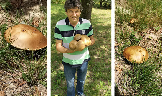 Le roi des champigons présent ce mois d'août au Domaine
