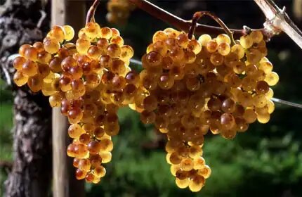 Raisin - Domaine Cauhapé