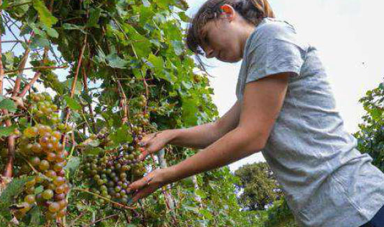 Vendanges au domaine Cauhapé