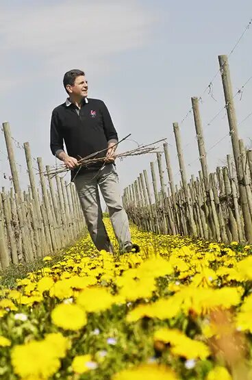 Vignes du Domaine Cauhapé Vignes du Domaine Cauhapé