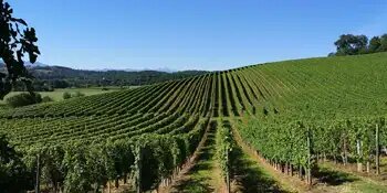 Domaine Cauhapé - Grands Vins de Jurançon