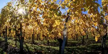 Domaine Cauhapé - Grands Vins de Jurançon
