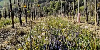 Domaine Cauhapé - Grands Vins de Jurançon