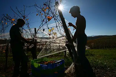 Travail de la vigne au domaine Cauhapé Travail de la vigne au domaine Cauhapé