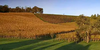 Domaine Cauhapé - Vignoble vins de Jurançon